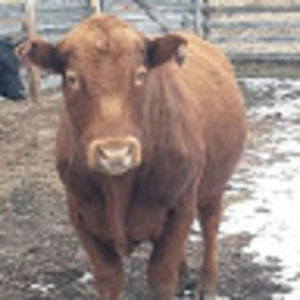 Meet your Posher, Jordan